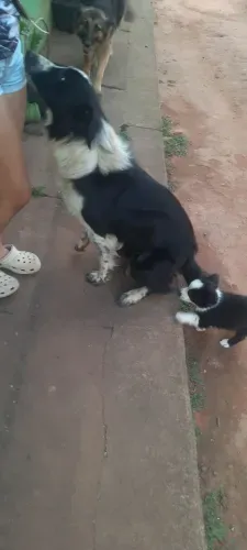 border collie