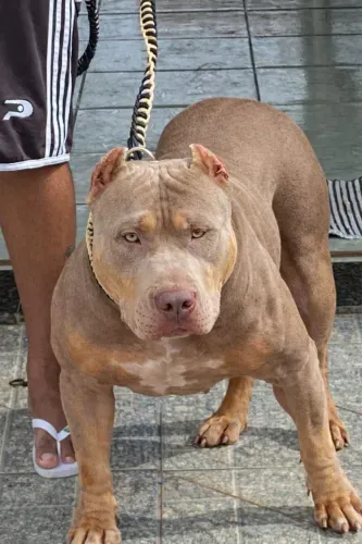 Fêmea / Pit Monster / XL Bully