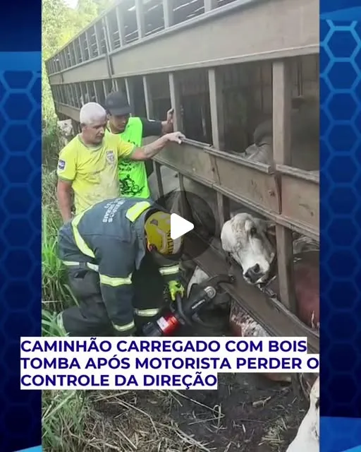 Caminhão com 53 bois tomba na BR-494 em Nova Serrana