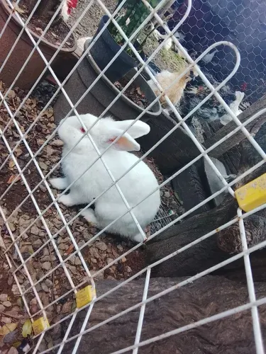 Coelhos