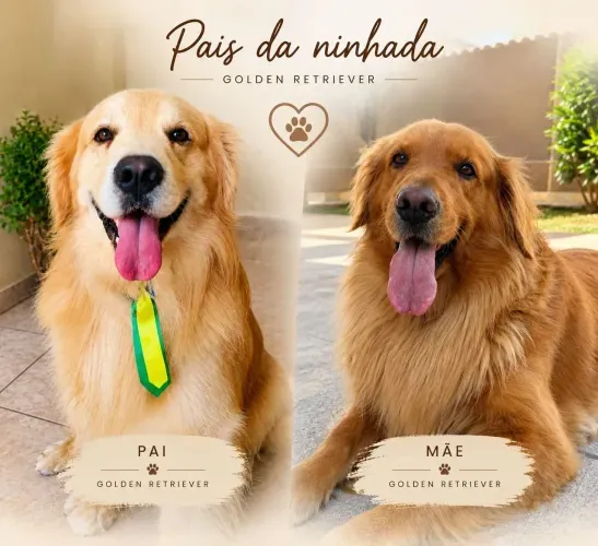 Filhotes de Golden Retriever