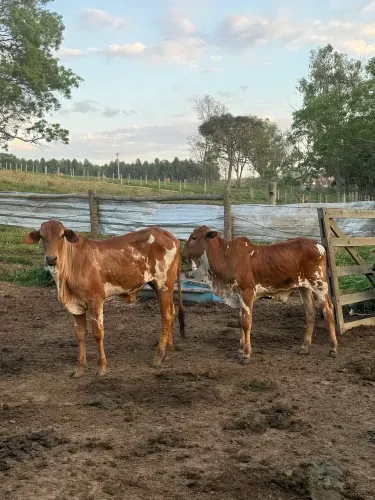 Casal de bezerros Nelore pintado