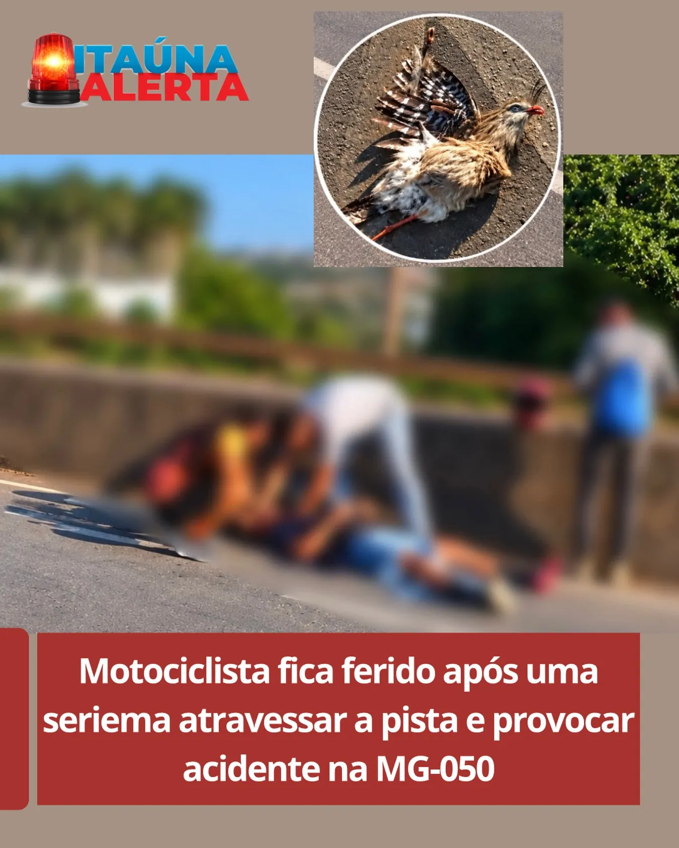 Seriema causa acidente com motociclista na MG-050