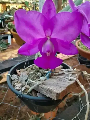 C walkiriana feiticeira original