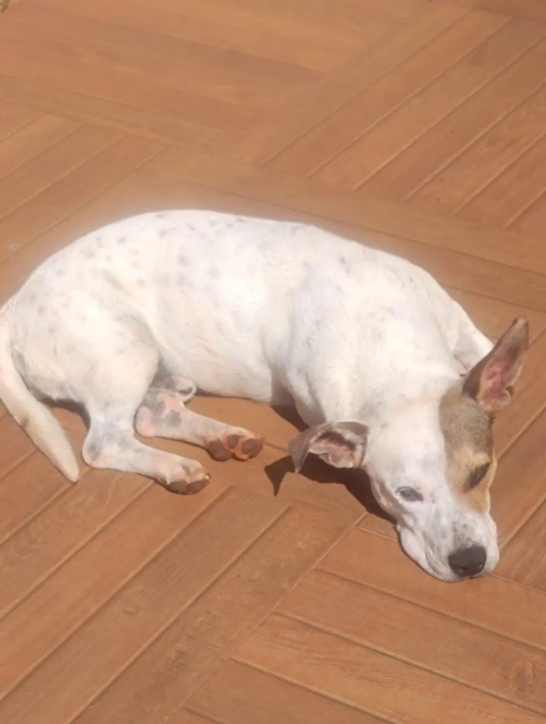 Cachorro dócil e brincalhão para adoção responsável