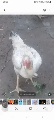 Vendo 4 galinhas Índia de procedência