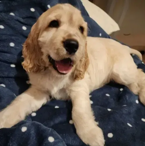 Filhote de Cocker Spaniel Inglês - Ultimo machinho disponível para o Dia das Crianças