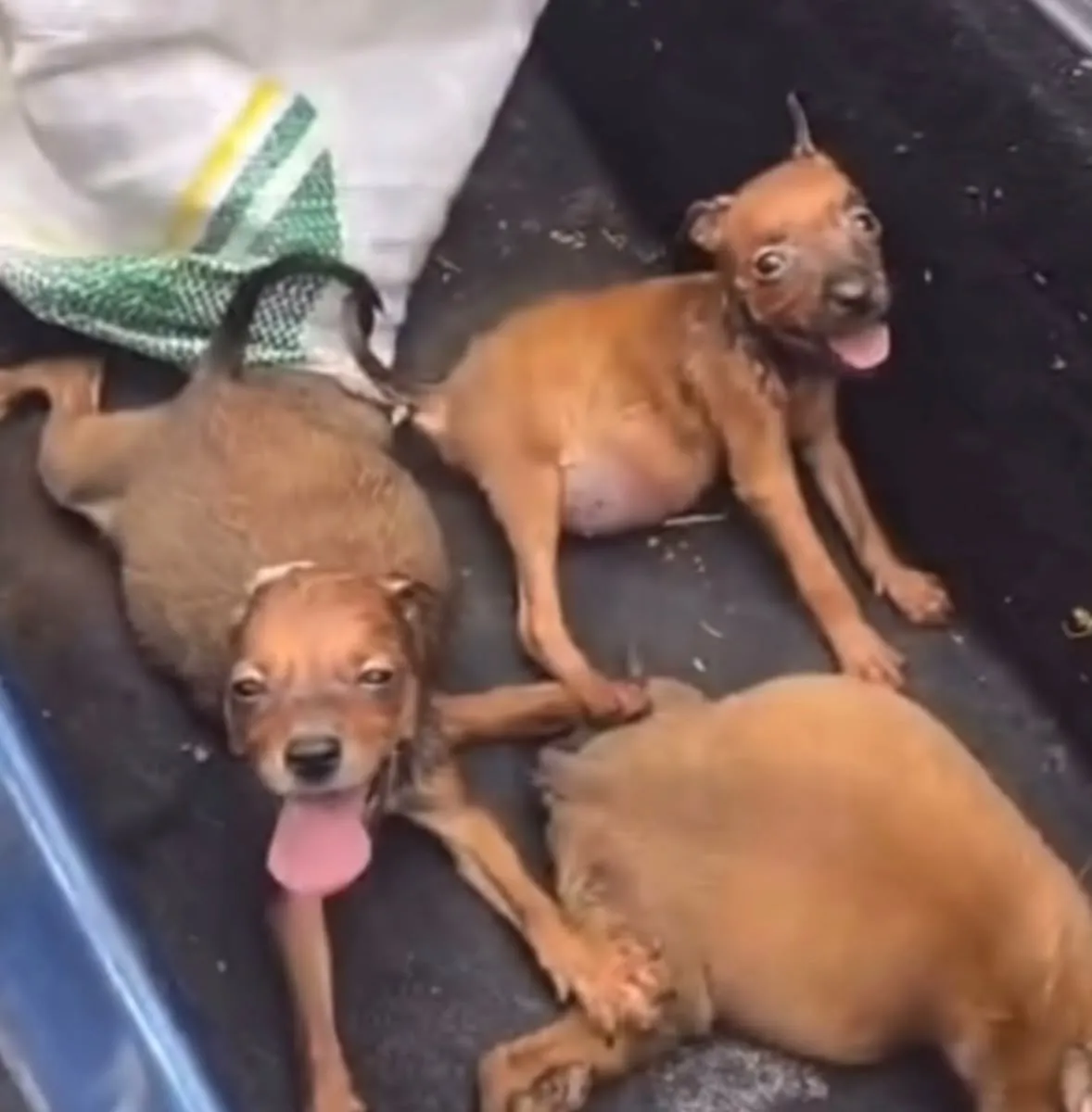 Filhotes de cachorros são resgatados dentro de saco em Itaúna
