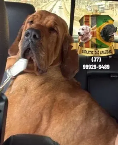 Fila Brasileiro com pedigree CBKC