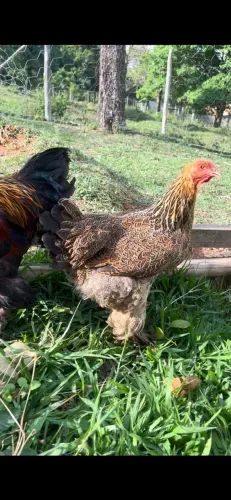 Casal brahma perdiz