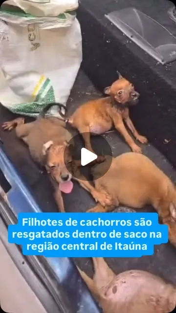 Seis filhotes de cachorro são resgatados em Itaúna