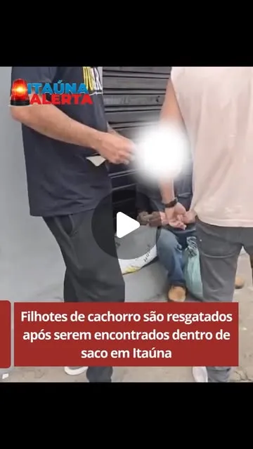 Seis filhotes de cachorro são resgatados em Itaúna