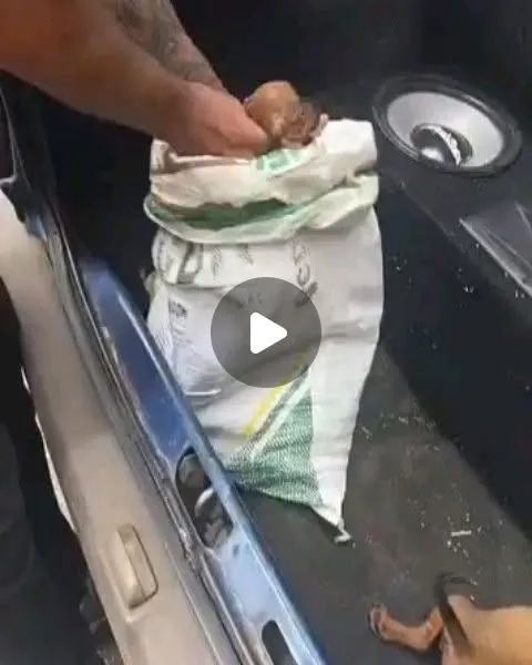Inquérito apura maus-tratos a filhotes de cães