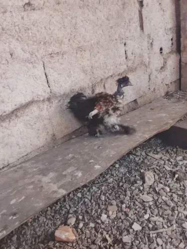 Casal sedosa
