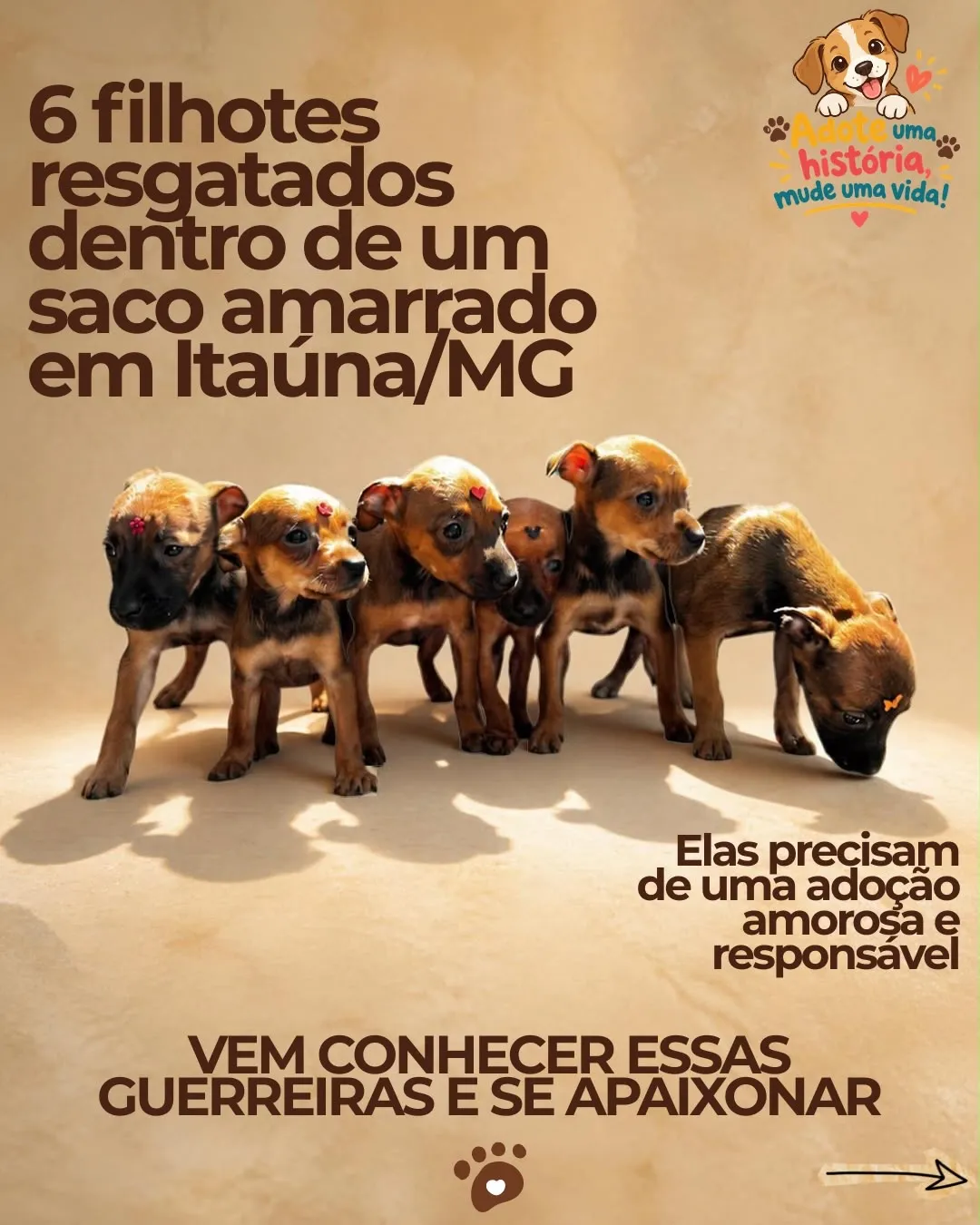 Seis filhotes resgatados buscam adoção responsável