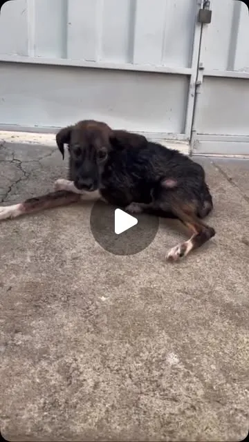 Didi, cão guerreiro, procura família para adoção
