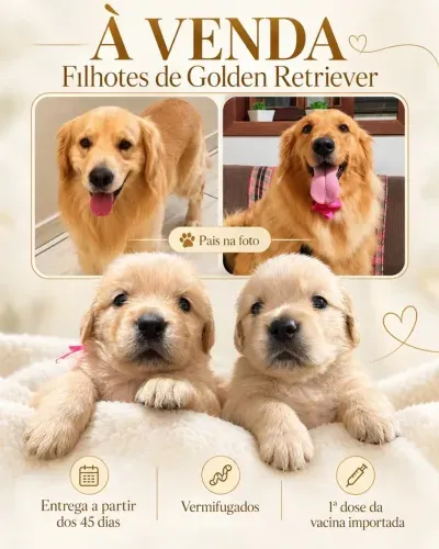 Vende -se filhotes Golden Retriver