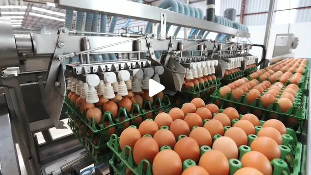 Preço dos ovos sobe nas granjas em Itaúna