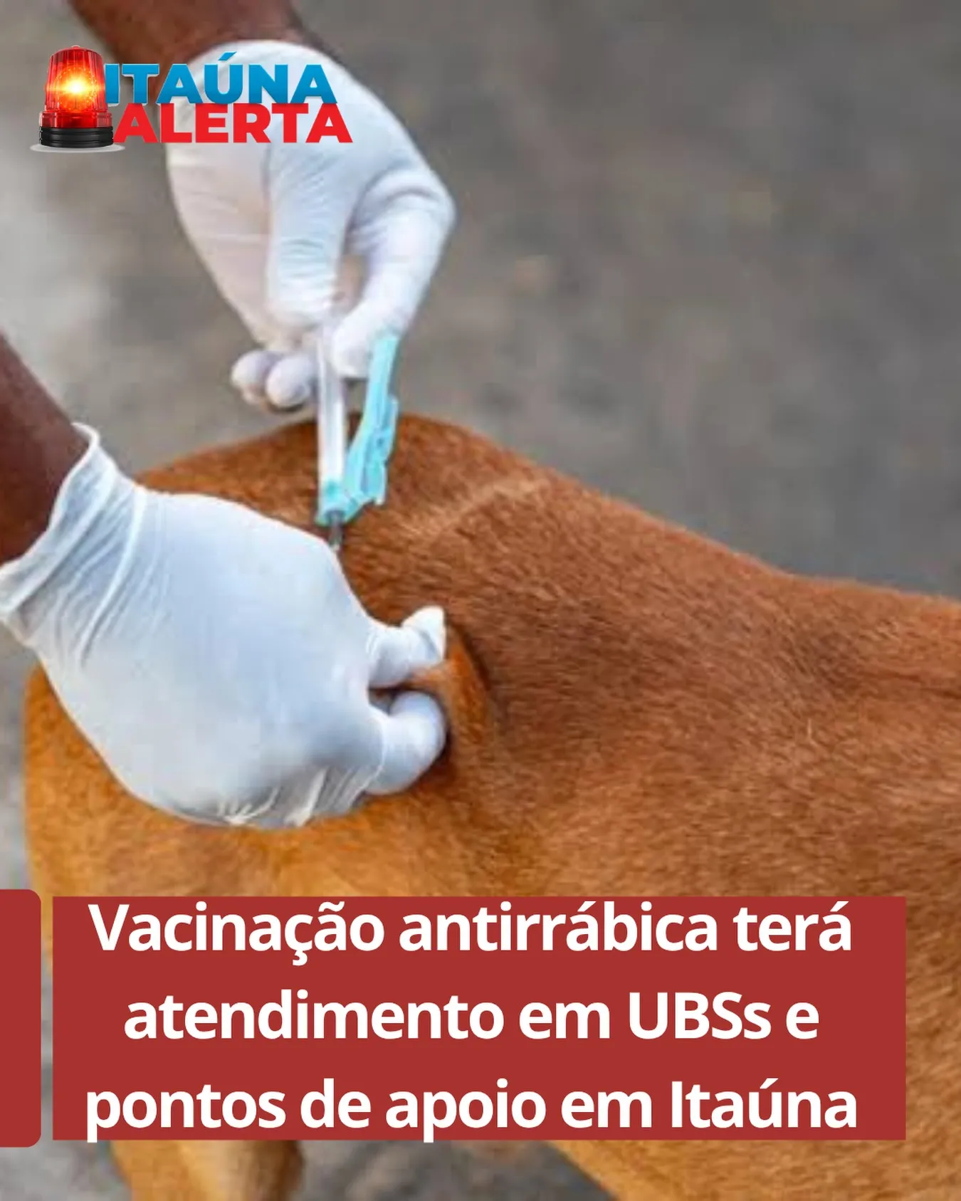 Campanha de vacinação antirrábica para cães e gatos