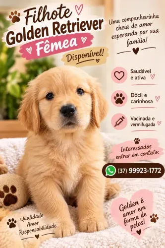 Filhote Golden Retriever?FÊMEA ?disponível.