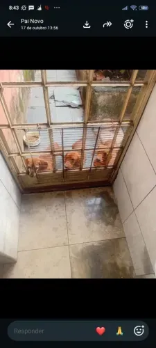 Filhotes de Dachshund