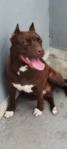 Filhotona de Pit Bull