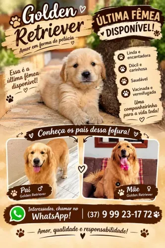 Golden Retriever