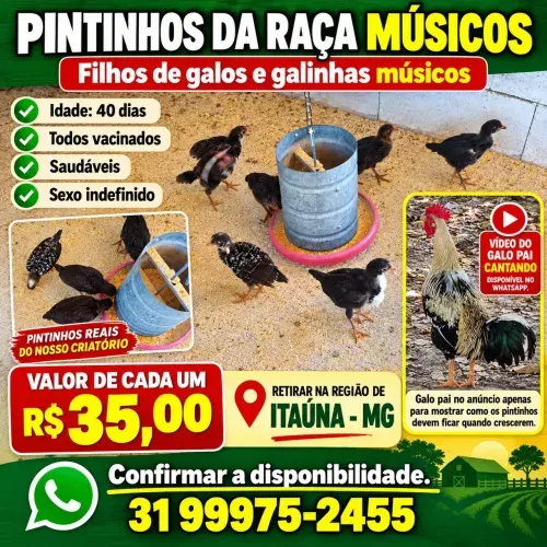 Pintinhos de galo e galinhas músicos.