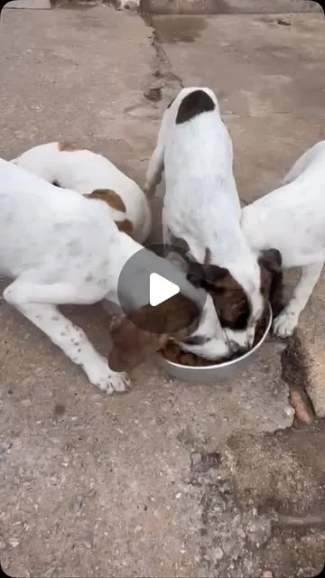 Família de cães Americano Caçador para adoção