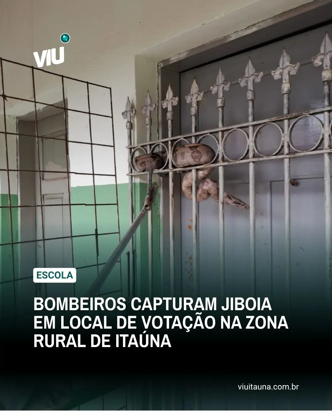 Bombeiros capturam jiboia em local de votação na zona rural