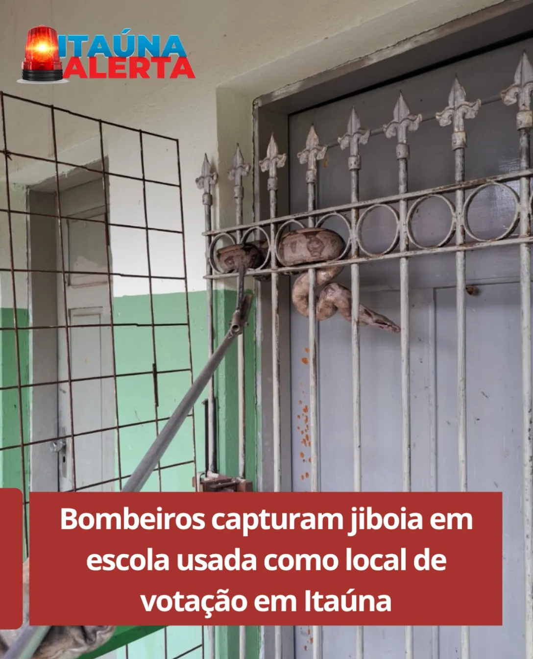 Jiboia é capturada em escola de Itaúna no domingo de eleição