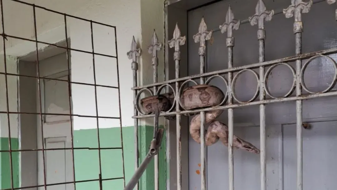 Jiboia é capturada em local de votação em MG