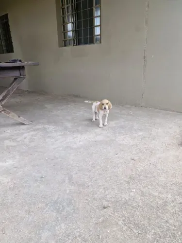 Filhotes Americano caçador foxhaund