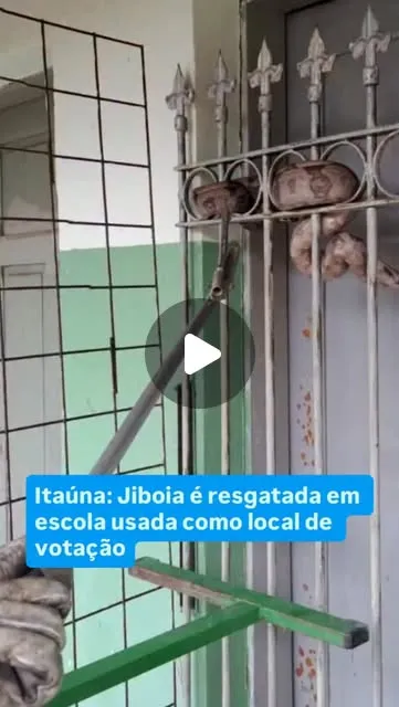 Jiboia capturada com segurança por Bombeiros
