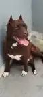 Filhotona de Pit Bull