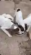 Família de cães Americano Caçador para adoção