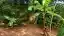 Lote 300 m² à venda no Residencial Morro do Sol em Itaúna