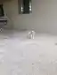 Filhotes Americano caçador foxhaund