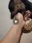 Filhote de porte grande para adoção em Itaúna