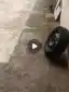 Filhote fêmea de porte pequeno para adoção responsável