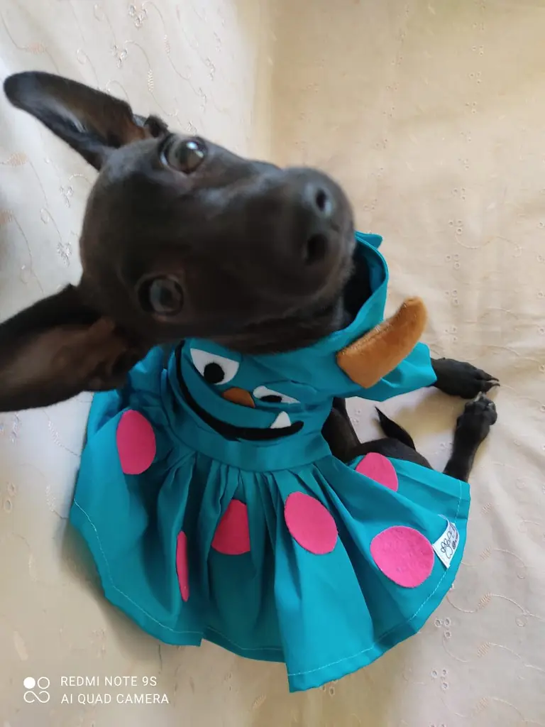 PetGriff Moda Animal