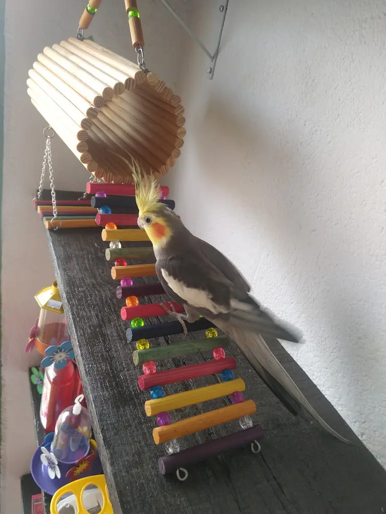 Parada Pet