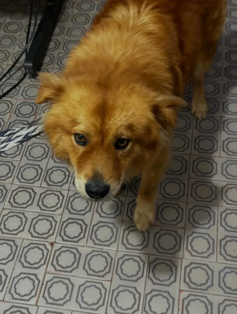 Cachorro Thor, 3 anos, para adoção responsável