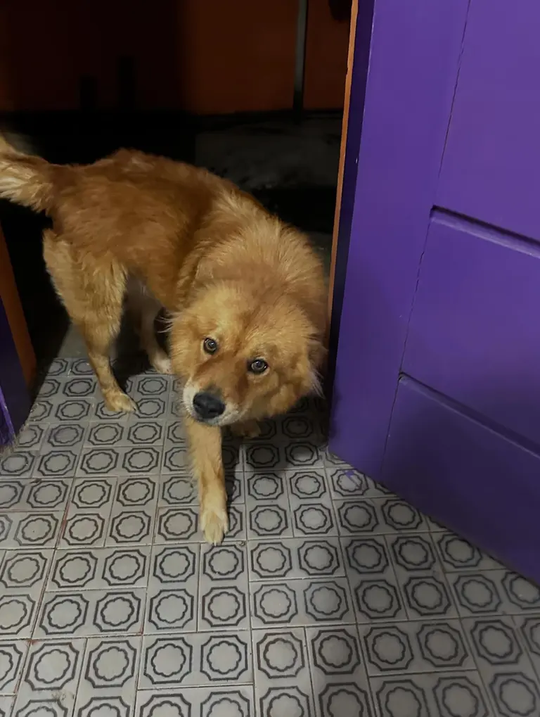 Cachorro Thor, 3 anos, para adoção responsável
