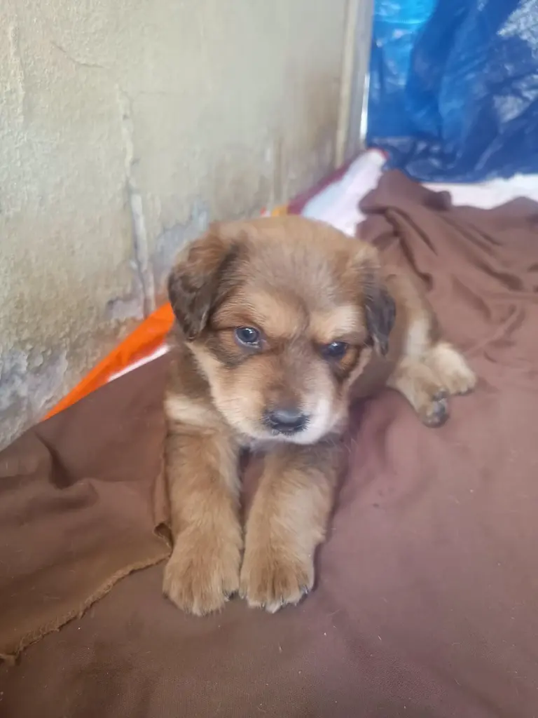 Filhotes de porte médio para adoção em Itaúna