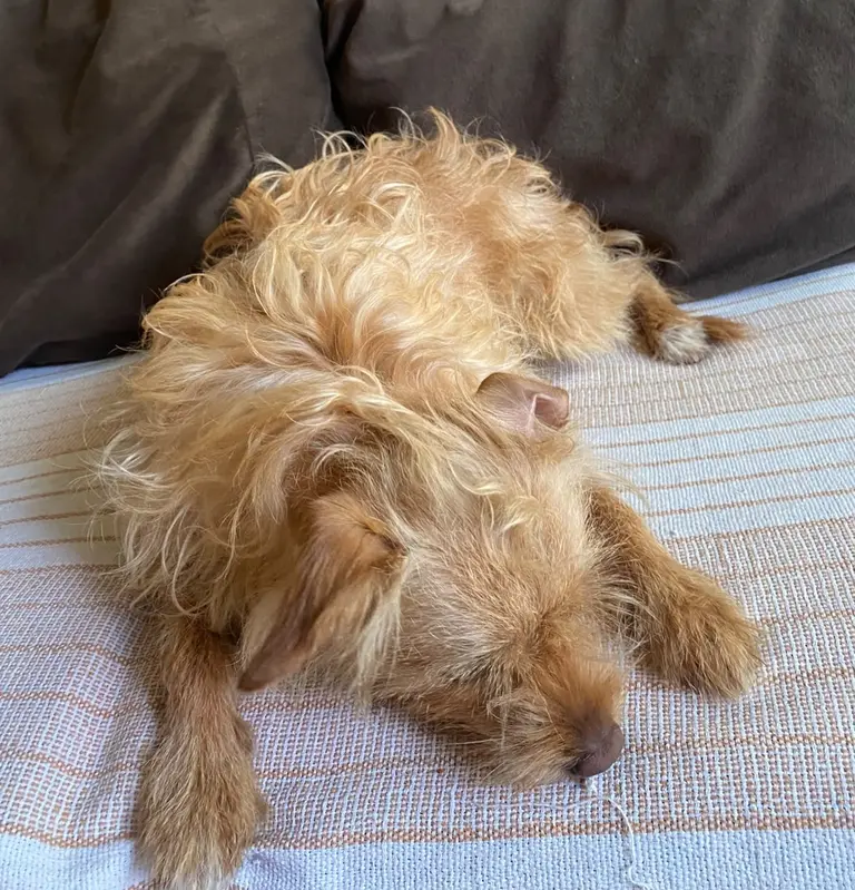 Cãozinho de 2 anos e meio para adoção responsável