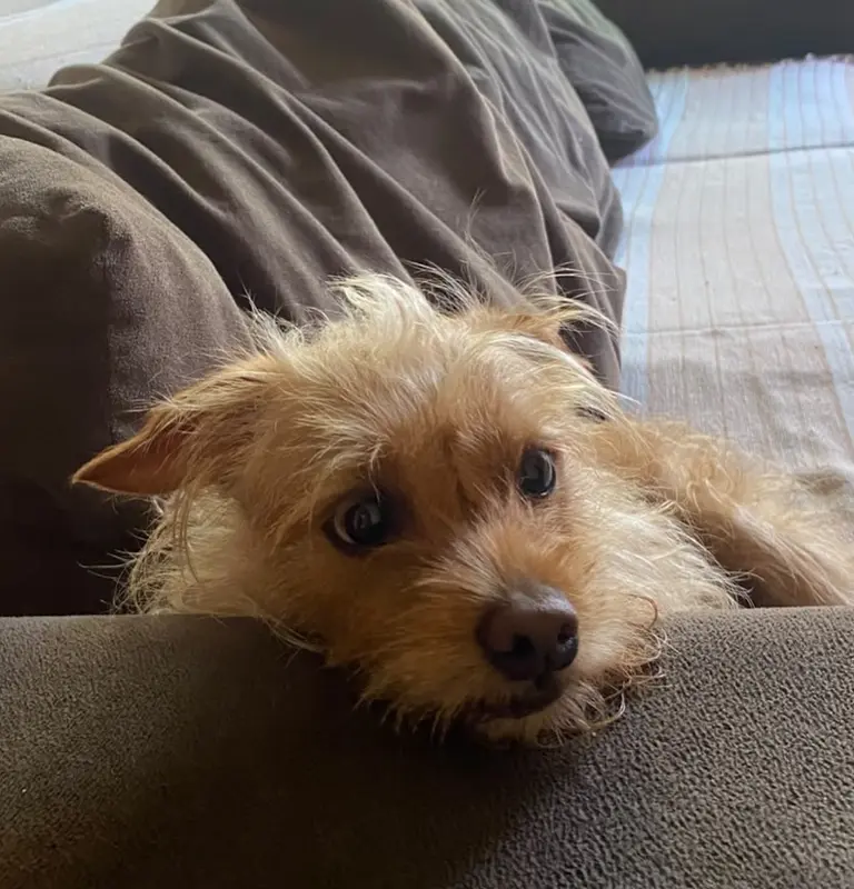 Cãozinho de 2 anos e meio para adoção responsável