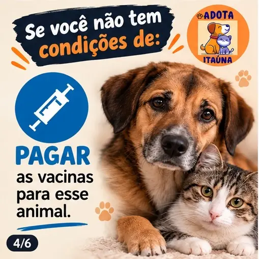 Não adote por impulso: pense antes de adotar um animal