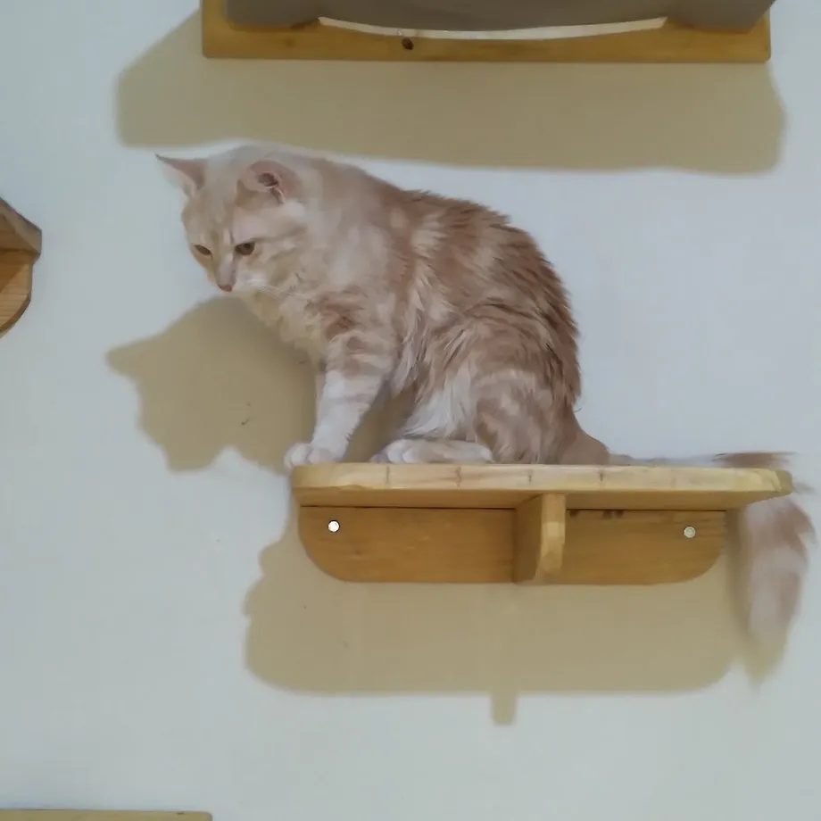 Gatinho Arteiro