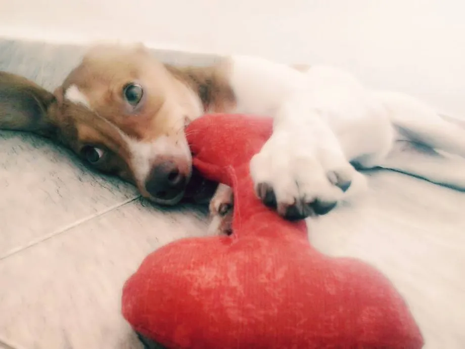 Clínica Dog Center